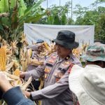 Sinergi Polri Dalam Swasembada Pangan, Hasilkan 35 Ton Jagung