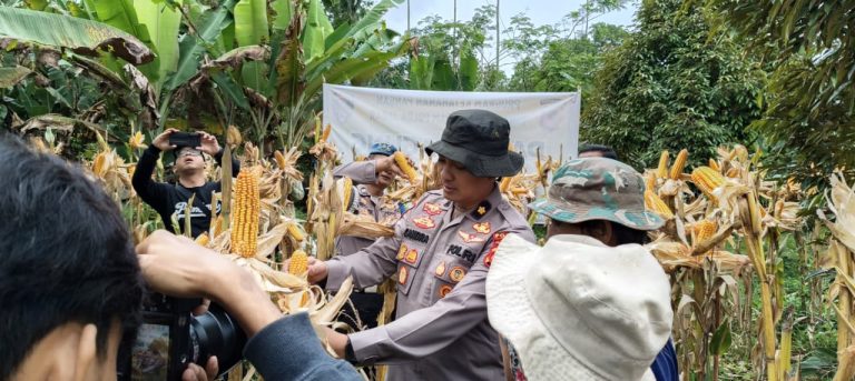 Sinergi Polri Dalam Swasembada Pangan, Hasilkan 35 Ton Jagung
